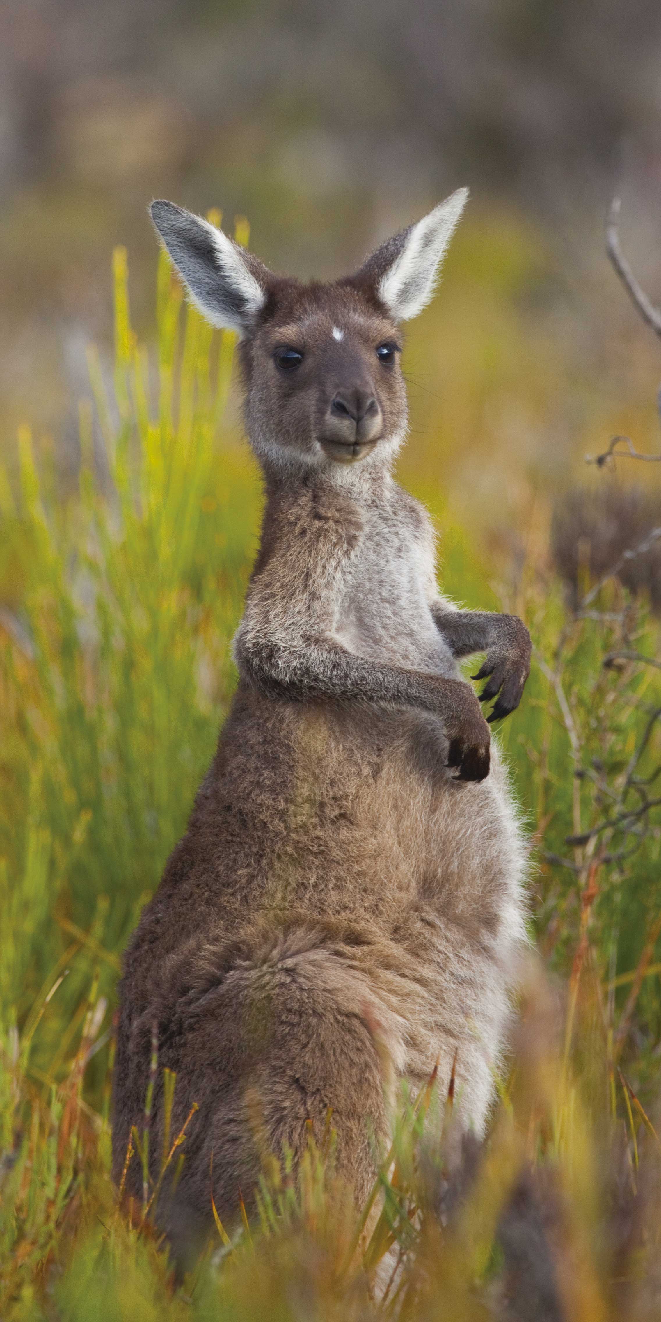 Grey Kangaroo