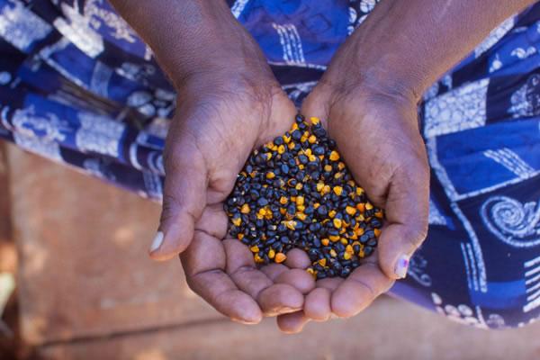 seed in hands